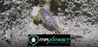 MAX Silverfish Control Adelaide image 7